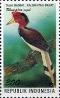 Helmeted Hornbill (Rhinoplax vigil)