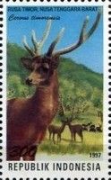 Javan Rusa (Cervus timorensis)