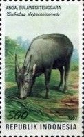 Lowland Anoa (Bubalus depressicornis)
