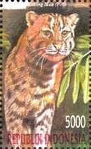 Fishing Cat (Prionailurus viverrinus)