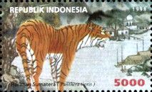Sumatran Tiger (Panthera tigris sumatrae)