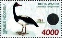 Magpie Goose (Anseranas semipalmata)