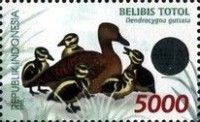 Spotted Whistling Duck (Dendrocygna guttata)