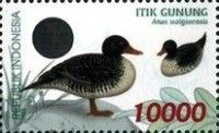 Salvadori's Teal (Anas waigiuensis)