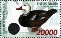 White-winged Wood Duck (Cairina scutulata)