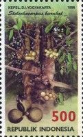 Stelechocarpus burahol