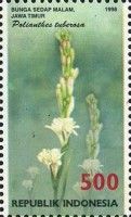 Polianthes tuberosa