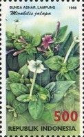 Mirabilis jalapa