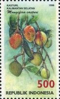 Mangifera casturi