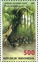 Ficus minahassae