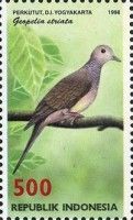 Zebra Dove (Geopelia striata)