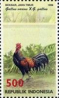 Green Junglefowl (Gallus varius)