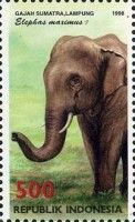 Asian Elephant (Elephas maximus)