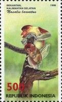 Proboscis Monkey (Nasalis larvatus)