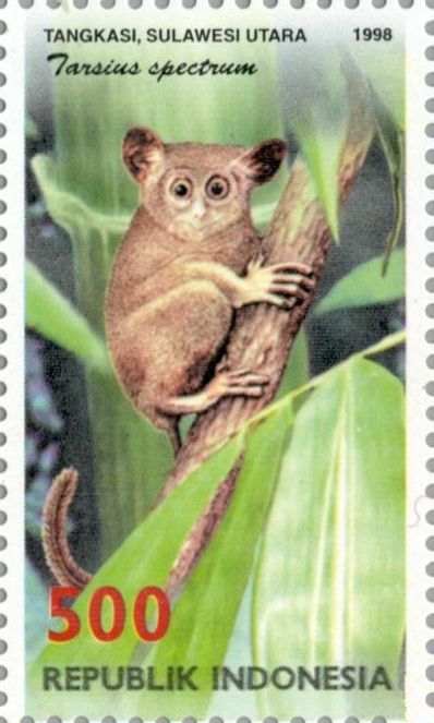 Gursky's Spectral Tarsier (Tarsius spectrum)