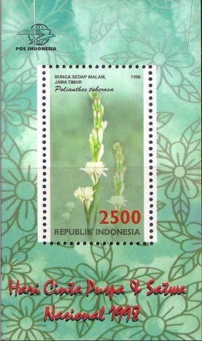 Polianthes tuberosa