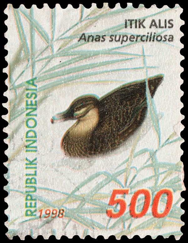 Pacific Black Duck (Anas superciliosa)
