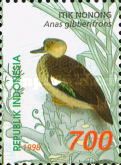 Sunda Teal (Anas gibberifrons)