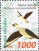 Cotton Pygmy Goose (Nettapus coromandelianus)