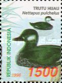 Green Pygmy Goose (Nettapus pulchellus)