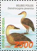 Lesser Whistling Duck (Dendrocygna javanica)