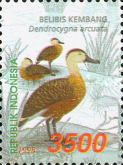 Wandering Whistling Duck (Dendrocygna arcuata)