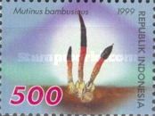 Mushrooms- Mutinus bambusinus