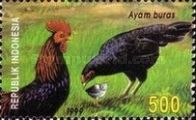 Chicken (Gallus gallus domesticus)