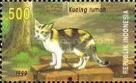 Domestic Cat (Felis silvestris catus)