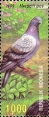 Pigeon (Columba livia forma domestica)