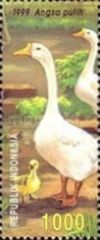 Domestic Goose (Anser anser domestica)