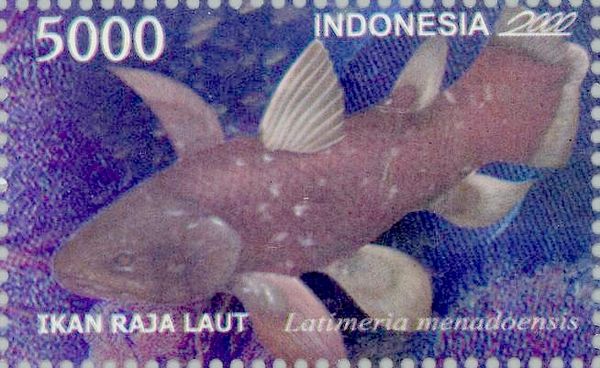 Sulawesi Coelacanth (Latimeria menadoensis)