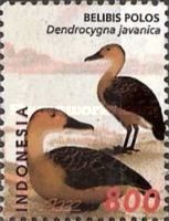 Lesser Whistling Duck (Dendrocygna javanica)