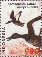 White-eyed Duck (Aythya australis)