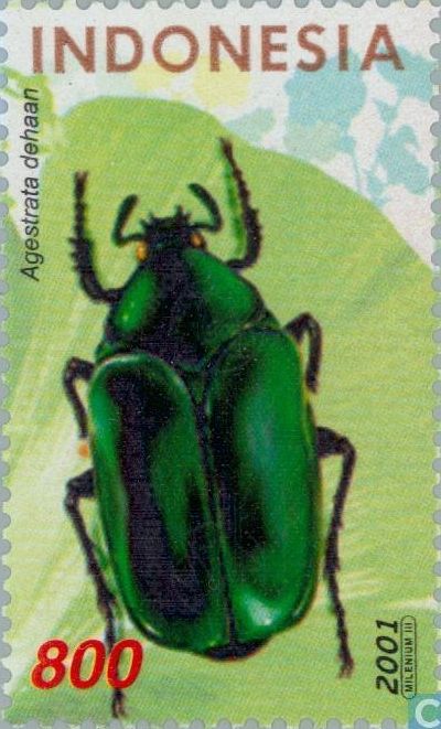 Bug (Agestrata dehaan)