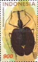Violin Beetle (Mormolyce phyllodes)