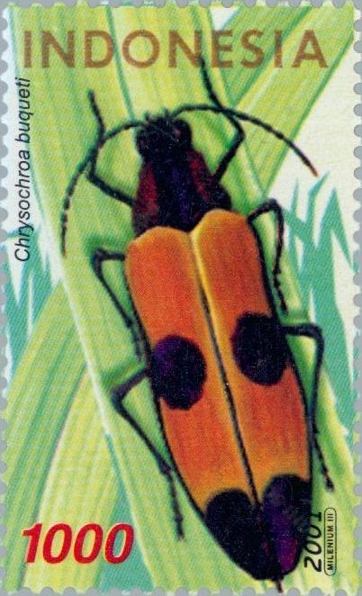 Red-speckled Jewel Beetle (Chrysochroa buqueti)