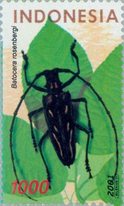 Beetle (Batocera rosenbergi)