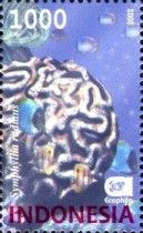 Brain Coral (Symphillia radians)