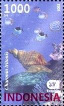 Atlantic Trumpet Triton (Charonia tritonis)
