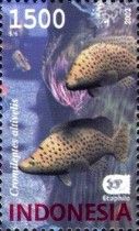 Humpback Grouper (Cromileptes altivelis)