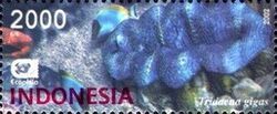 Giant Clam (Tridacna gigas)