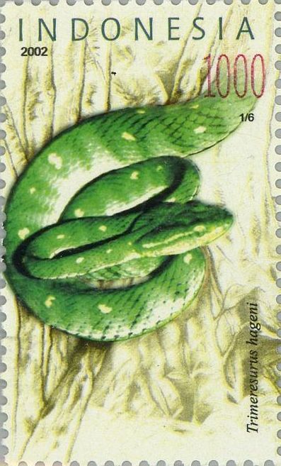 Hagen's Pit Viper (Trimeresurus hageni)
