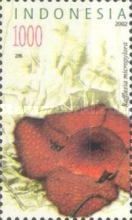 Rafflesia micropylora