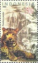 Leopard (Panthera pardus)