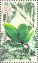 Terminalia catappa