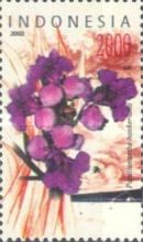 Papilionanthe hookeriana