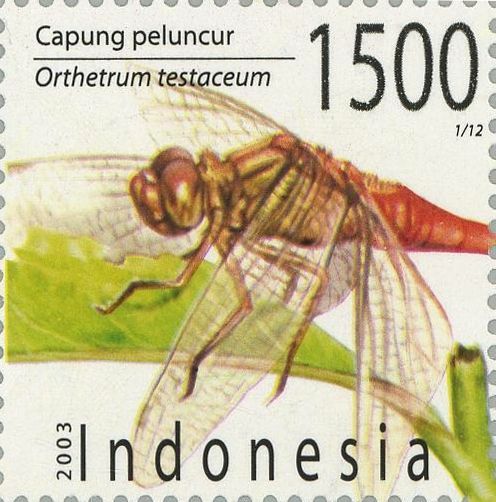 Orange Skimmer (Orthetrum testaceum)