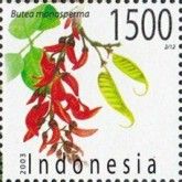 Butea monosperma