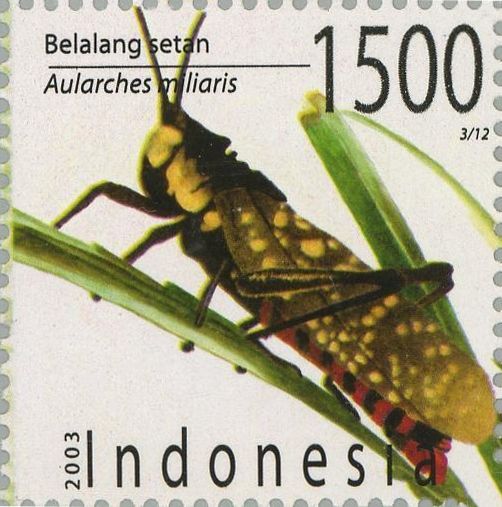 Ghost Grashopper (Aularches miliaris)